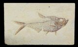 Detailed, Diplomystus Fossil Fish - Wyoming #79065-1